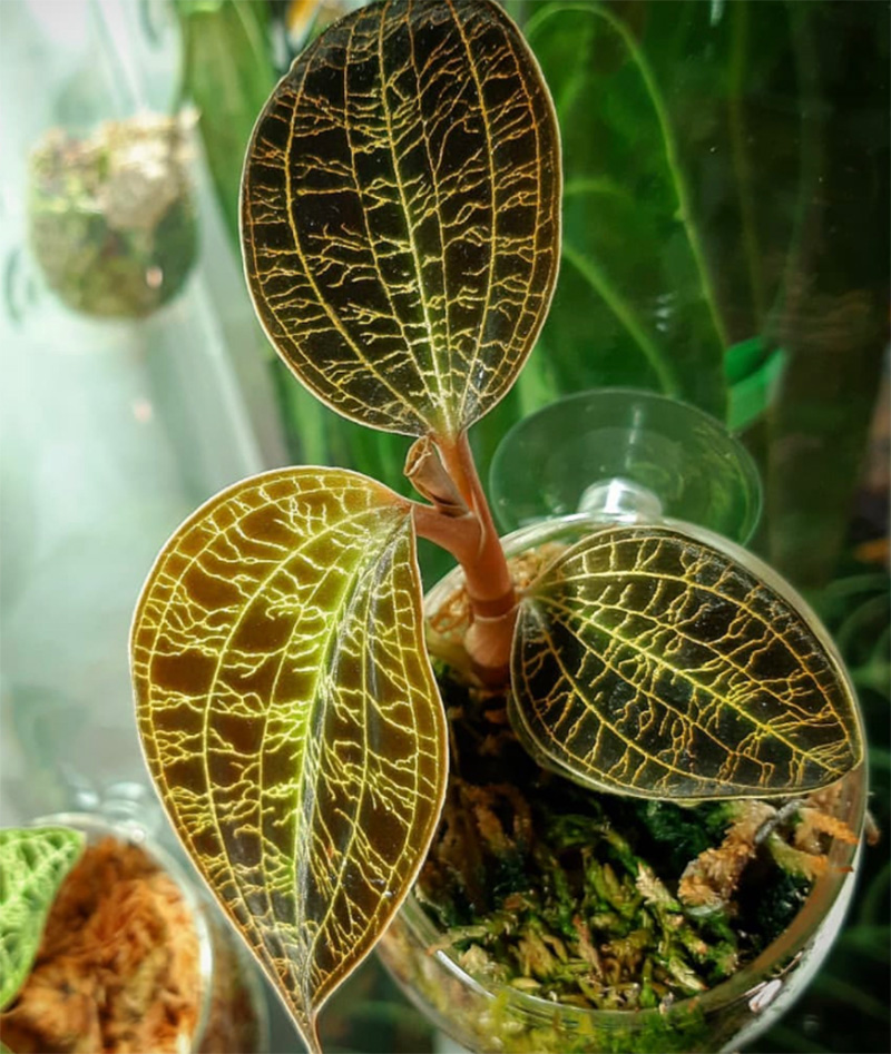 jewel orchid